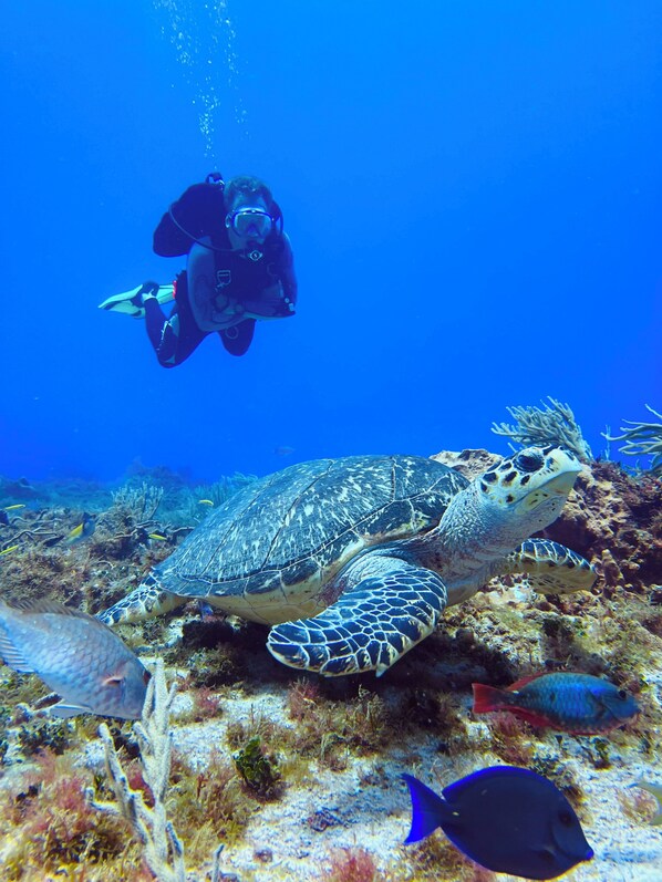 A diver and a sea turtle in clear blue water.