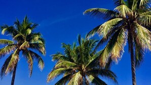 A beach with palm trees and a clear blue sky. - The St Maurice Beach Inn (Hollywood)
