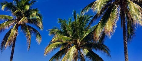 Plage, cabines (en supplément), serviettes de plage, 6 bars de plage