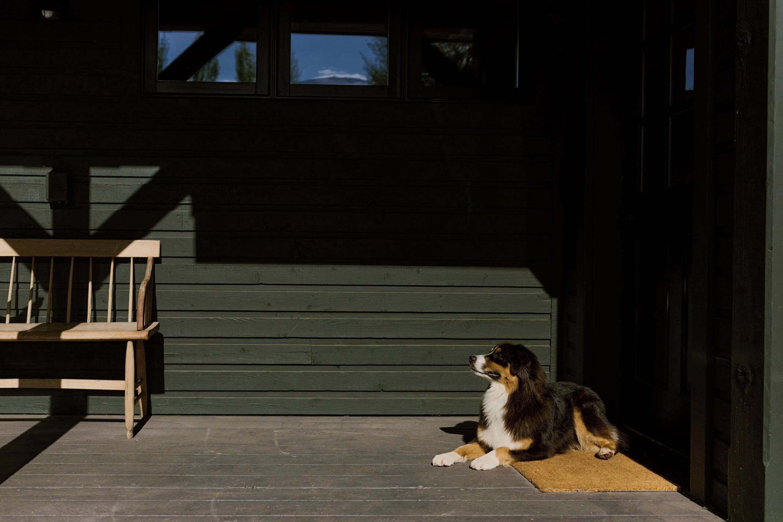A dog sitting on a porch with a wooden bench and a house in the background.