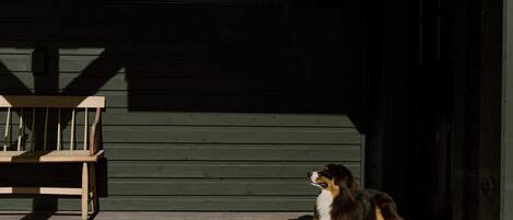 A dog sitting on a porch with a wooden bench and a house in the background.