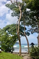 A beach scene with trees and a view of the ocean.