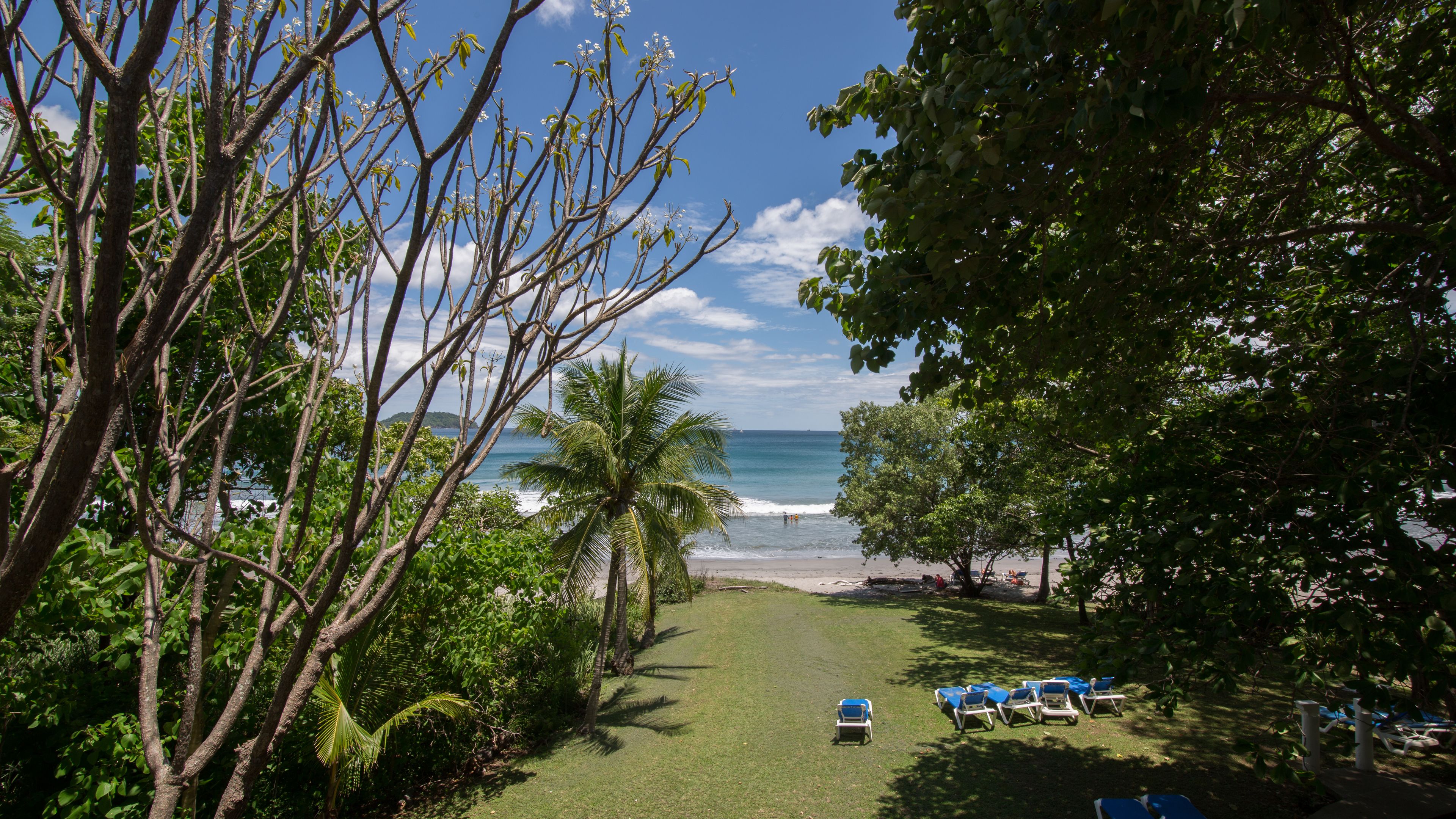 Vista de una playa con césped, palmeras y sillas de descanso.