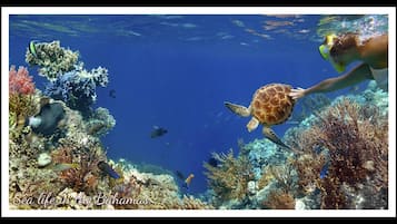 Una persona alimenta a una tortuga marina en una escena submarina vibrante con abundante vida marina y formaciones de coral.