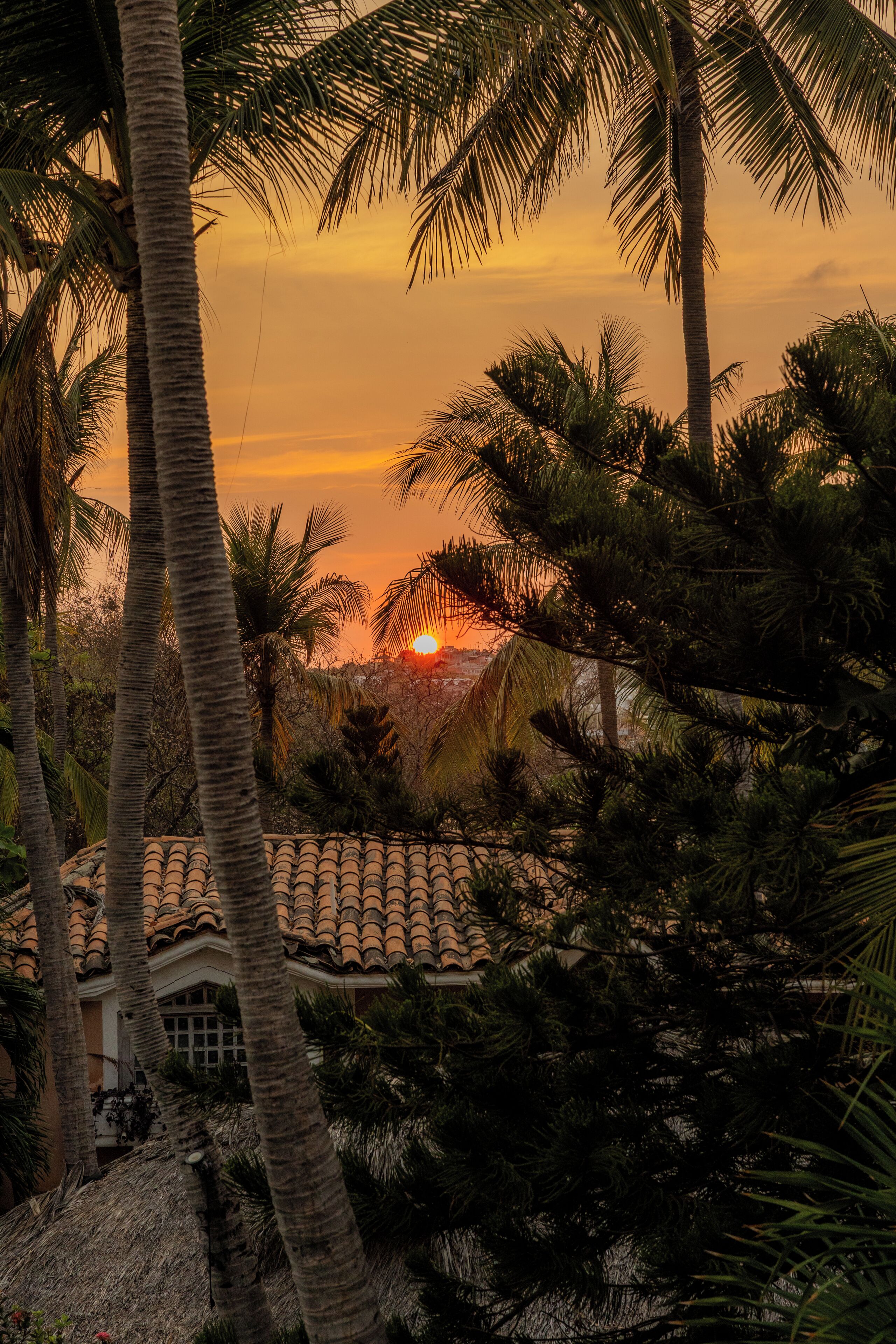Vista al atardecer con palmeras y un edificio de techo a tejas.