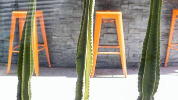 Un cactus dans un pot, avec un mur de pierres et des tabourets orange en arrière-plan.