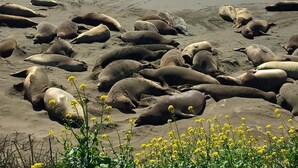 A beach with numerous seals resting on the sand, with the ocean in the background. - Quality Inn near Hearst Castle (San Simeon)