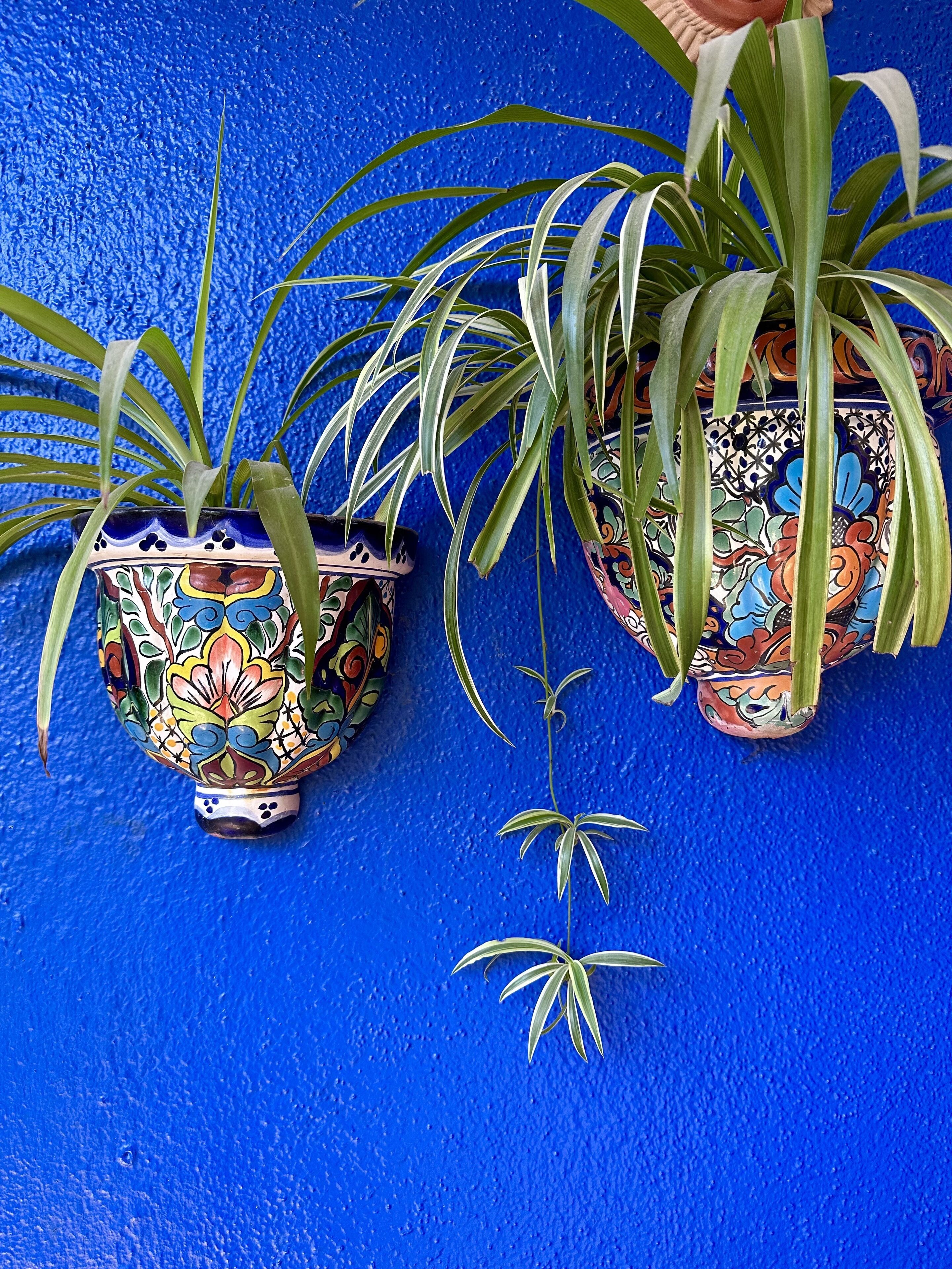 Two potted plants with colorful floral designs on a blue textured wall.