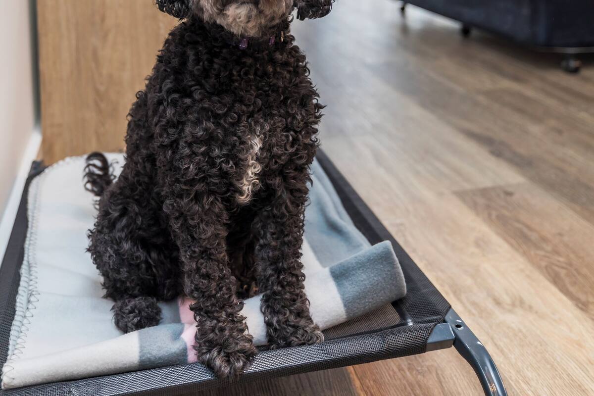 En liten svart hund sitter på en matta i ett modernt, väl upplyst rum. I bakgrunden syns en säng och ett träskåp.