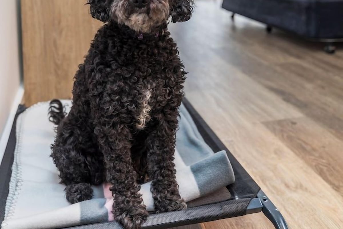 A small, curly-haired dog sitting on a pet bed in a modern, well-lit room with a bed and a dresser in the background.