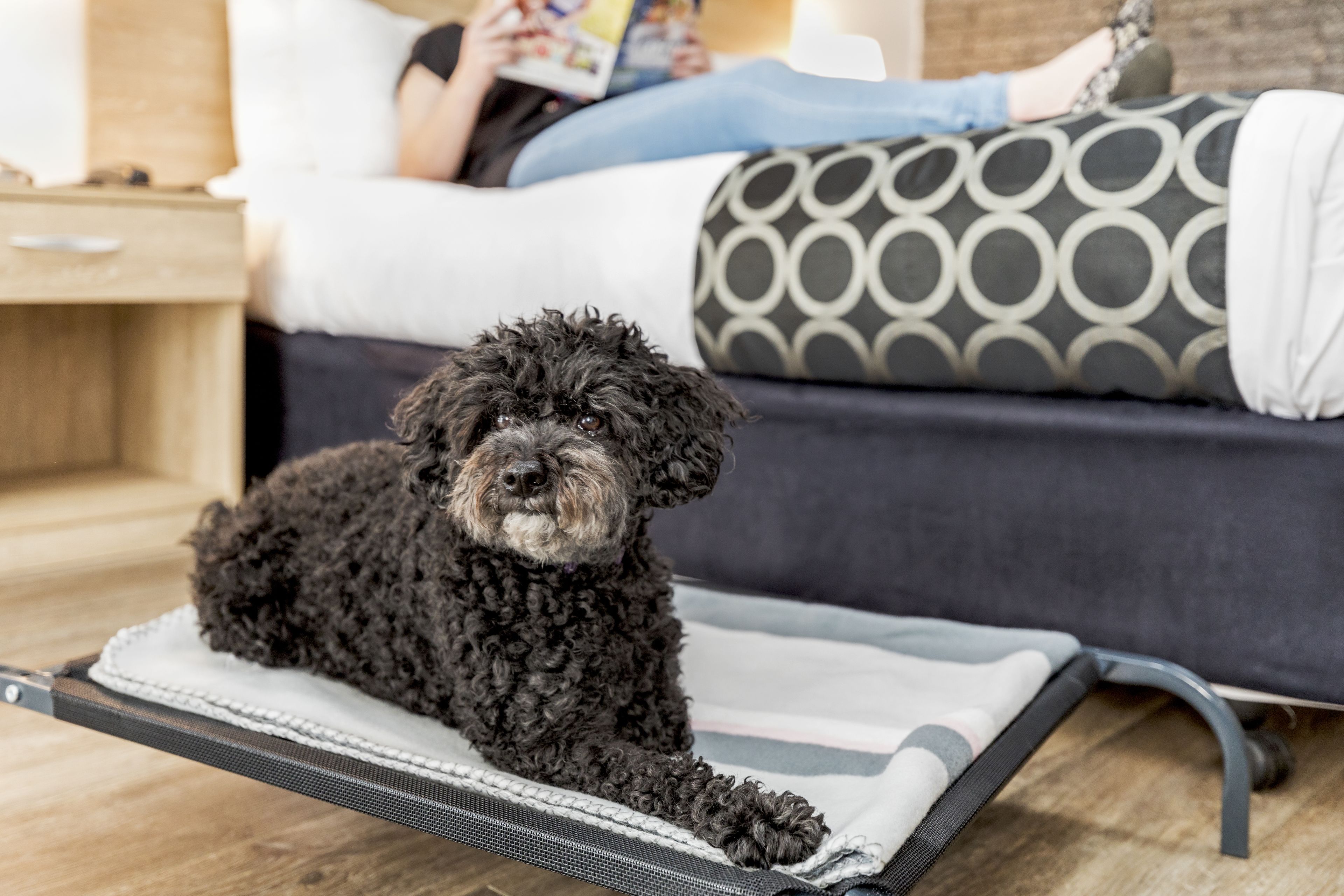 A dog lying on a pet bed in a living room with a sofa and a person reading a book in the background.