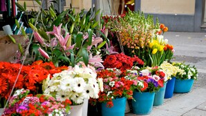 Variedad de flores en macetas dispuestas a lo largo de una acera.