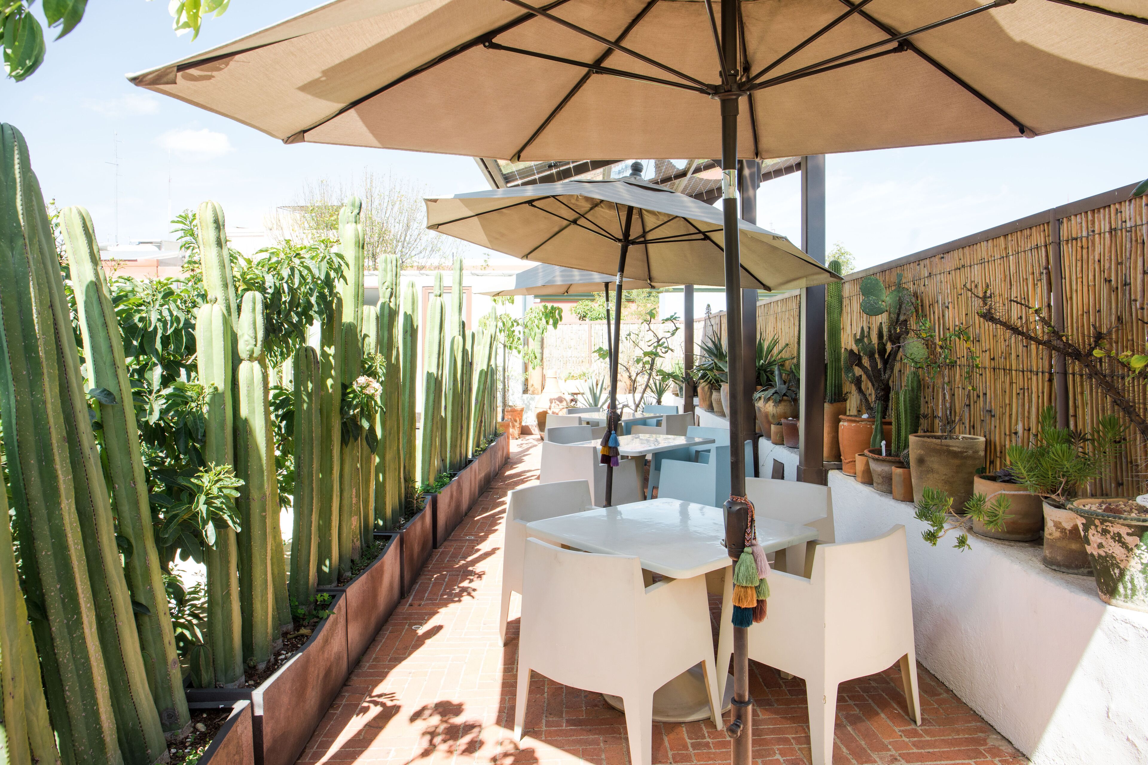 An outdoor patio with white tables and chairs, a large umbrella, and a variety of potted plants and cacti.