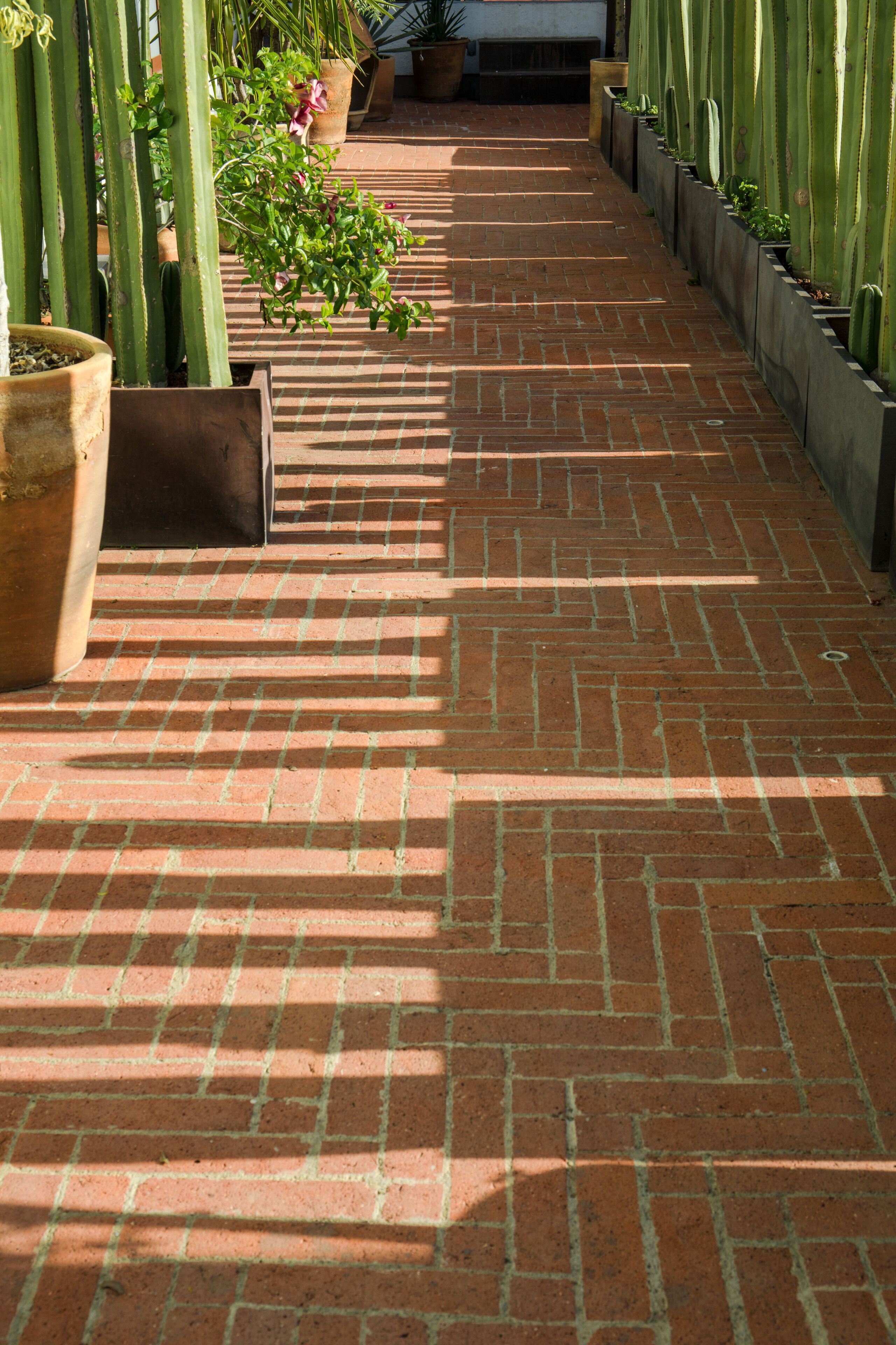 A brick pathway with potted plants and cacti along the sides.
