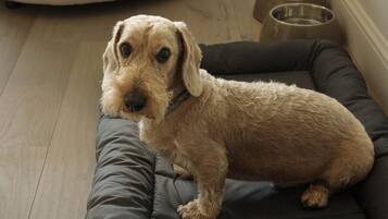 A dog on a grey pet bed in a room with a wooden floor, a white sofa, and a metal dog bowl.