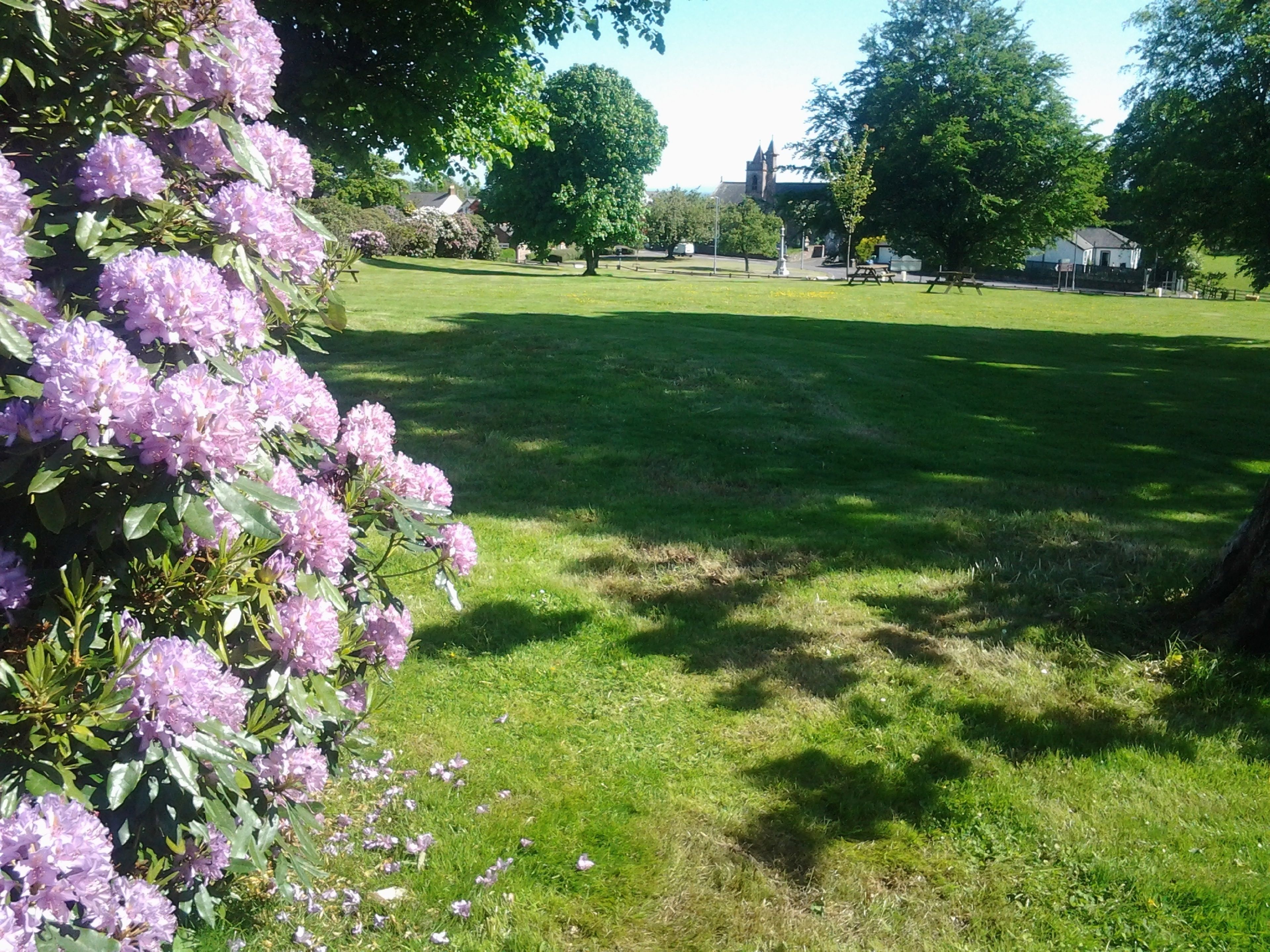 A grassy park with blooming pink flowers and a church in the background.