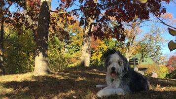 A dog resting under a tree in a park with autumn foliage.
