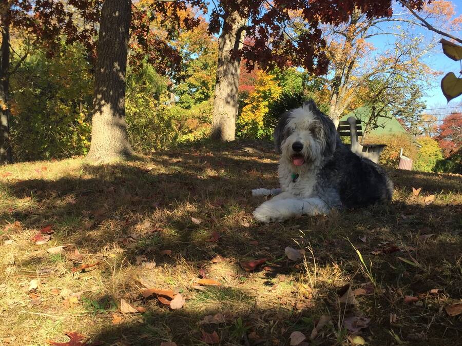 A dog resting under a tree in a park with autumn foliage.