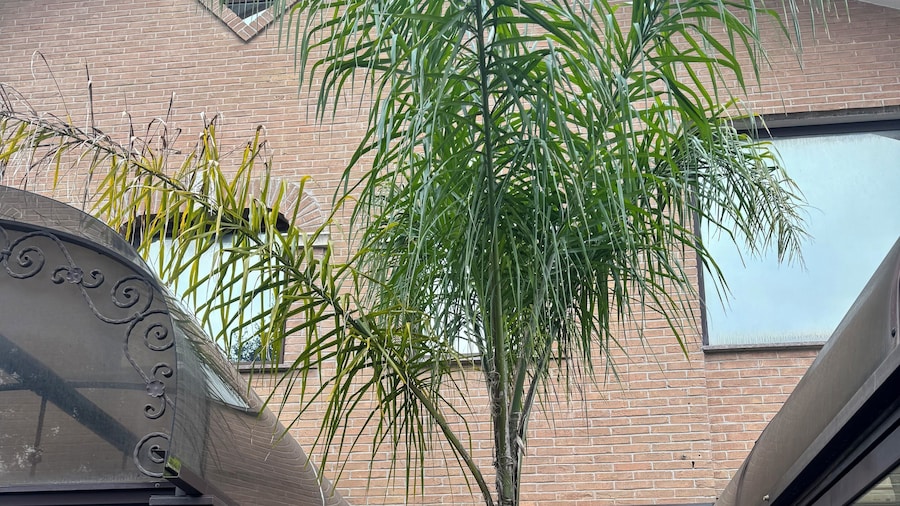 Euro House Inn Airport