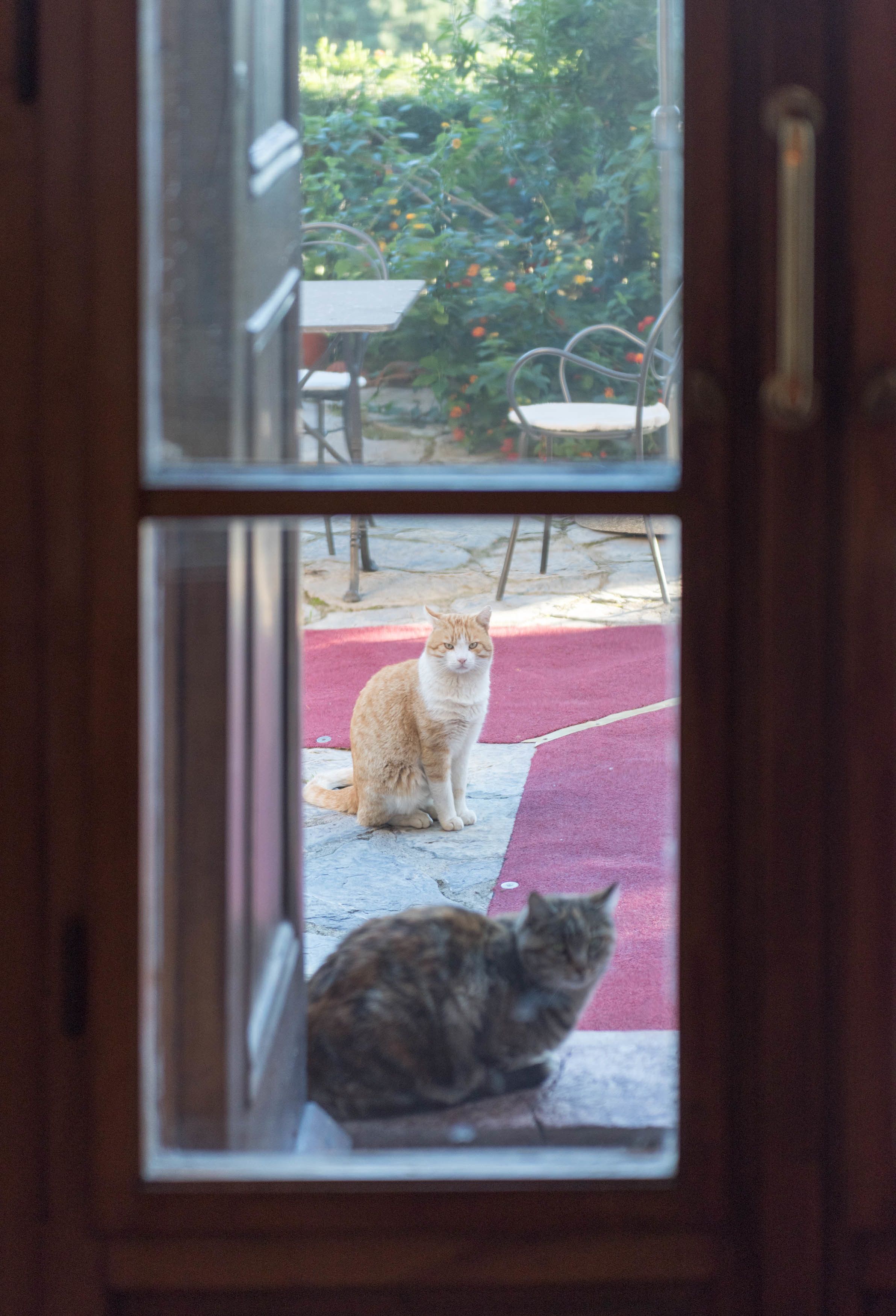 A view through a door of two cats sitting on a patio with a red mat and a table with chairs.