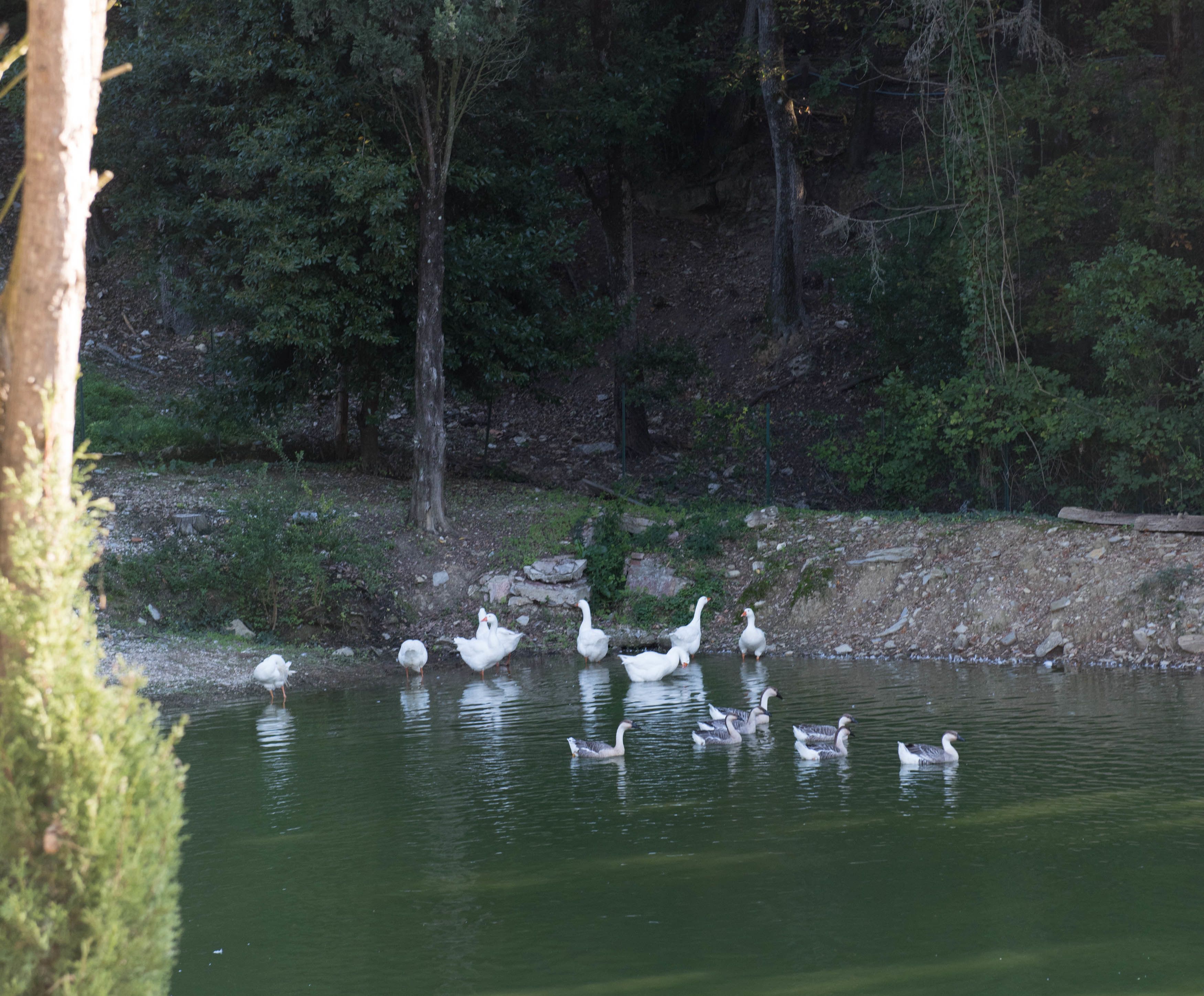 A group of geese swimming in a pond surrounded by trees.
