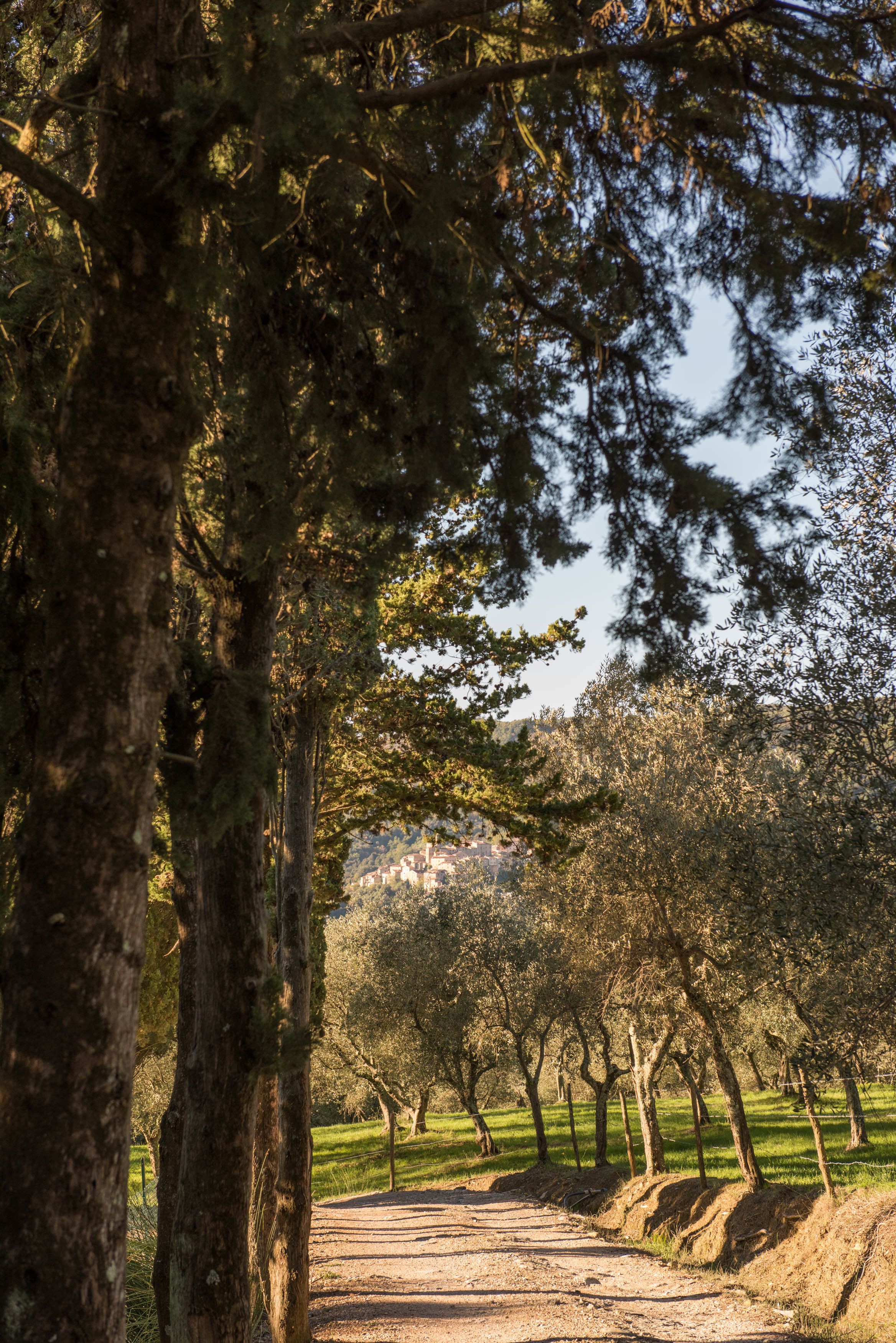 A dirt path flanked by tall trees in a rural setting.