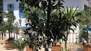 A courtyard with potted plants, a tree, and a building with blue windows and a tiled roof. - Reutlingenhof Boutique Hotel - Special Class (Antalya)