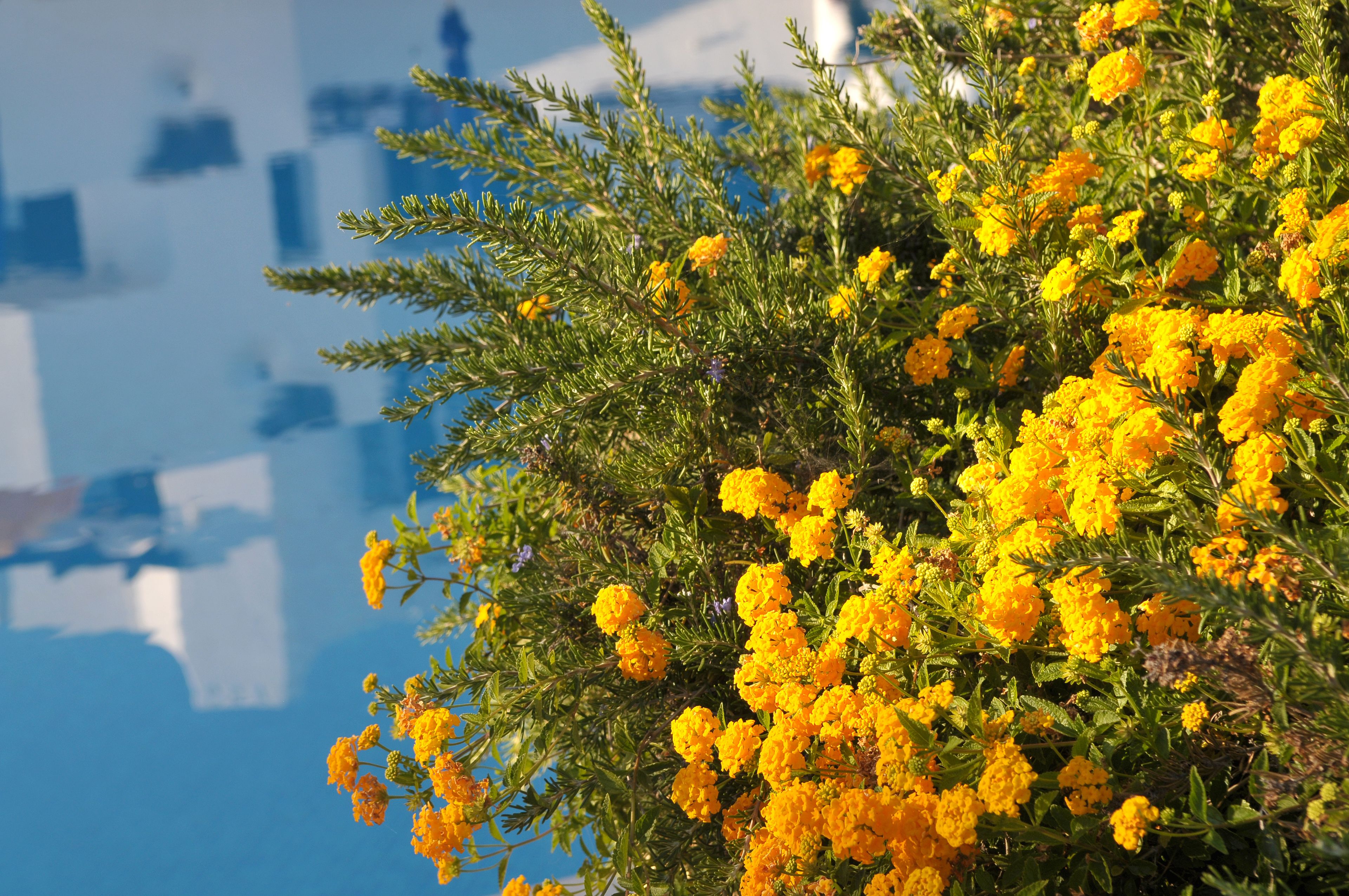 Een dichte verzameling gele bloemen met groene bladeren tegen een helderblauwe lucht.