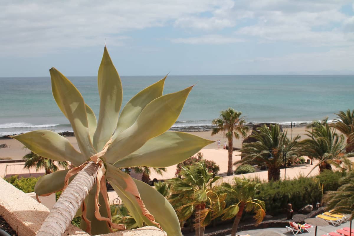 A view of a beach with palm trees and a plant in the foreground.