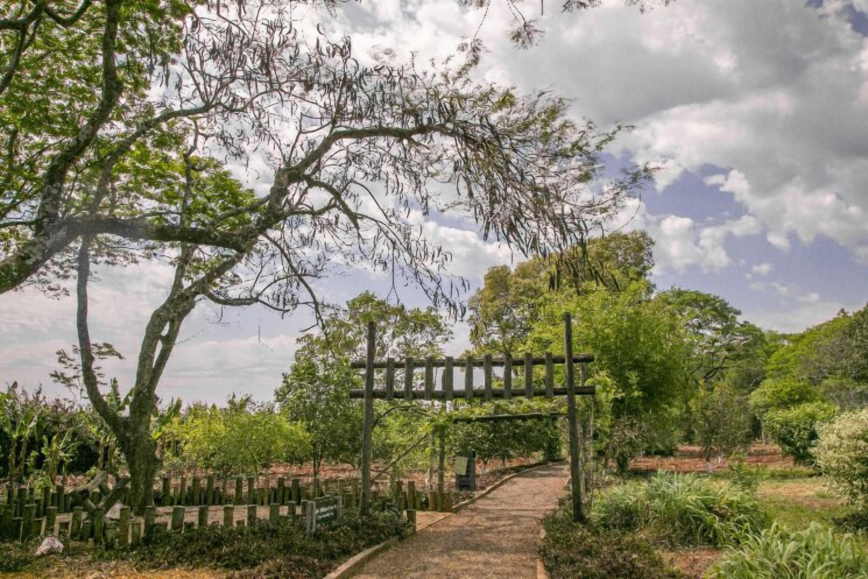 Un sendero atraviesa un jardín con un arco de madera, rodeado de abundante follaje y árboles.