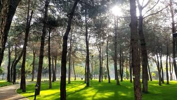 Zona boscosa con árboles altos y un camino pavimentado.