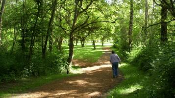 Un sendero en el bosque, una persona caminando alejándose de la cámara.