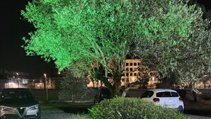 A nighttime parking area with a tree illuminated by green lights, surrounded by rocks and shrubs. - Campanile NATURE - Bordeaux Sud Pessac (Pessac)