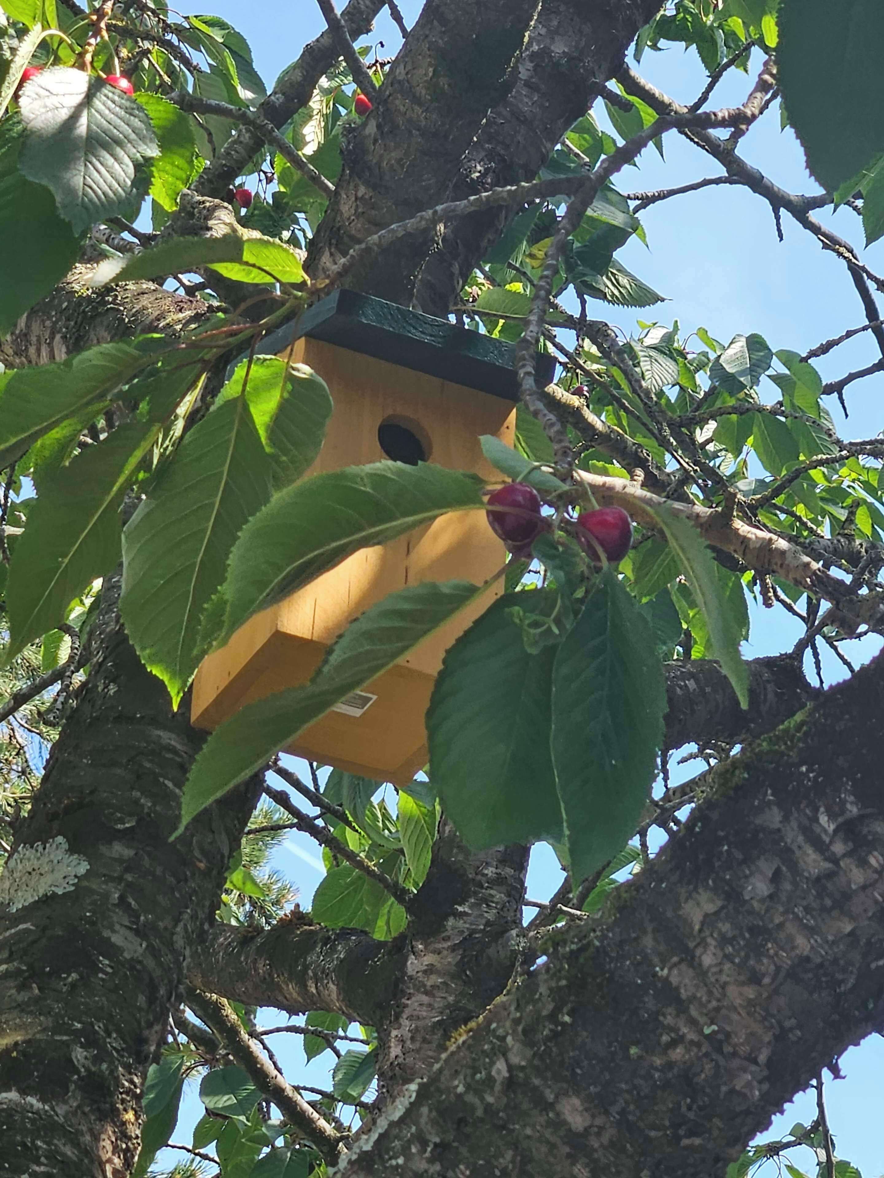 A birdhouse attached to a tree branch with green leaves and red berries.