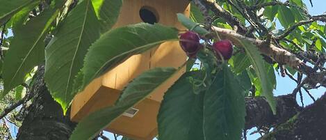 A birdhouse attached to a tree branch with green leaves and red berries.