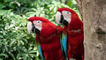 Two red parrots perched on a tree branch.