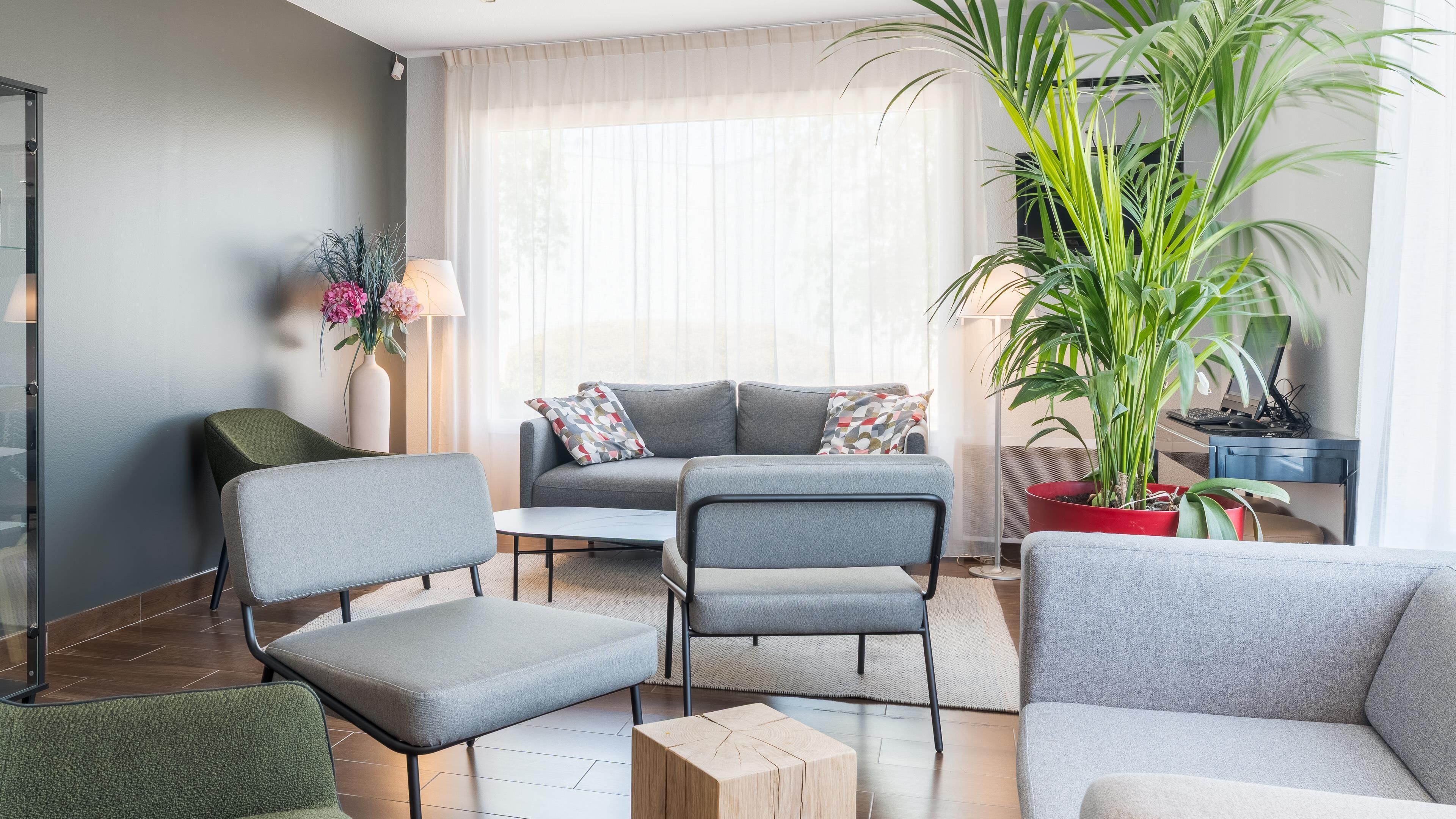 A modern living room with a grey sofa, two armchairs, a coffee table, and a large potted plant.