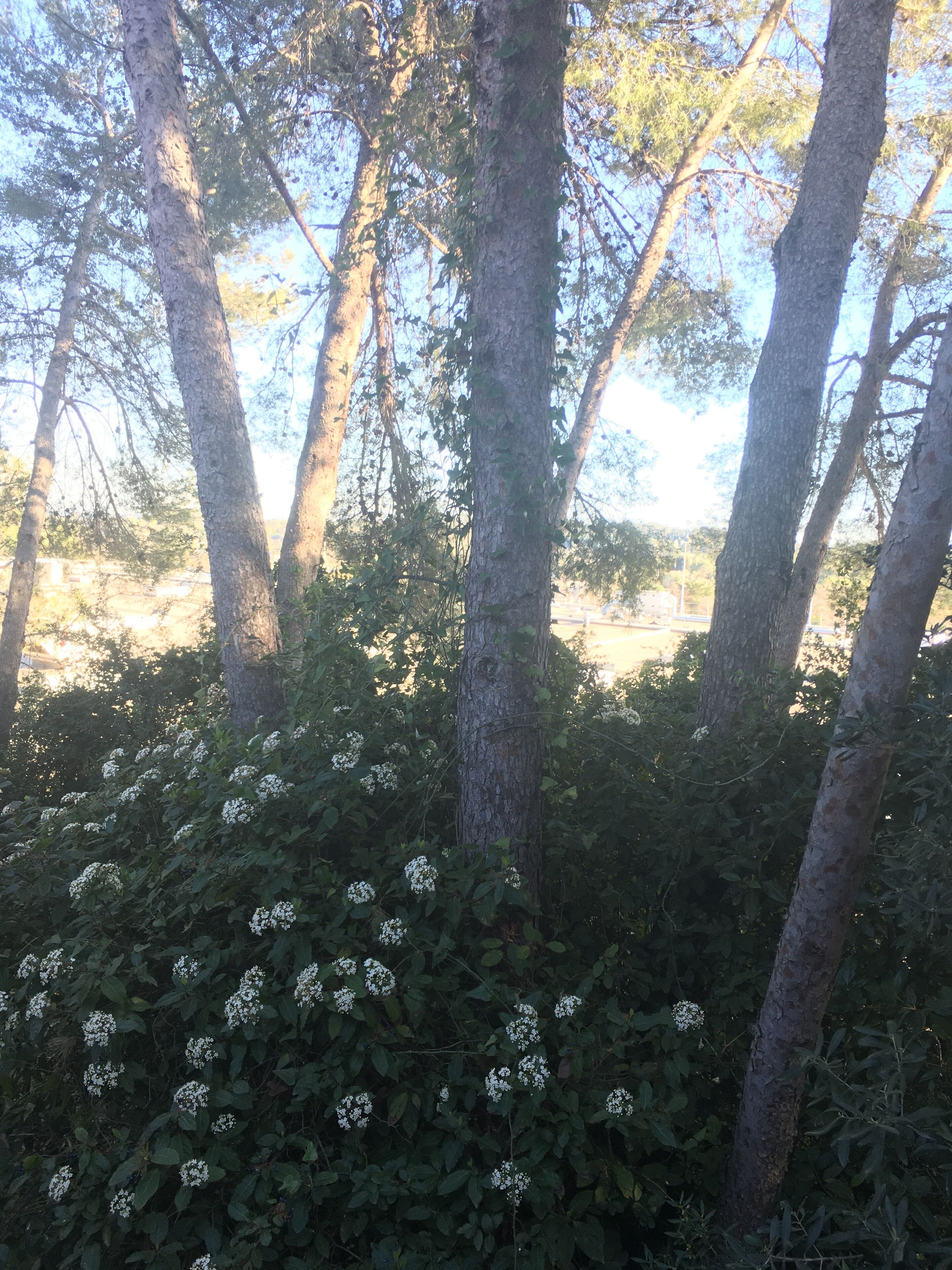 A forested area with tall trees and clusters of white flowers at the base.