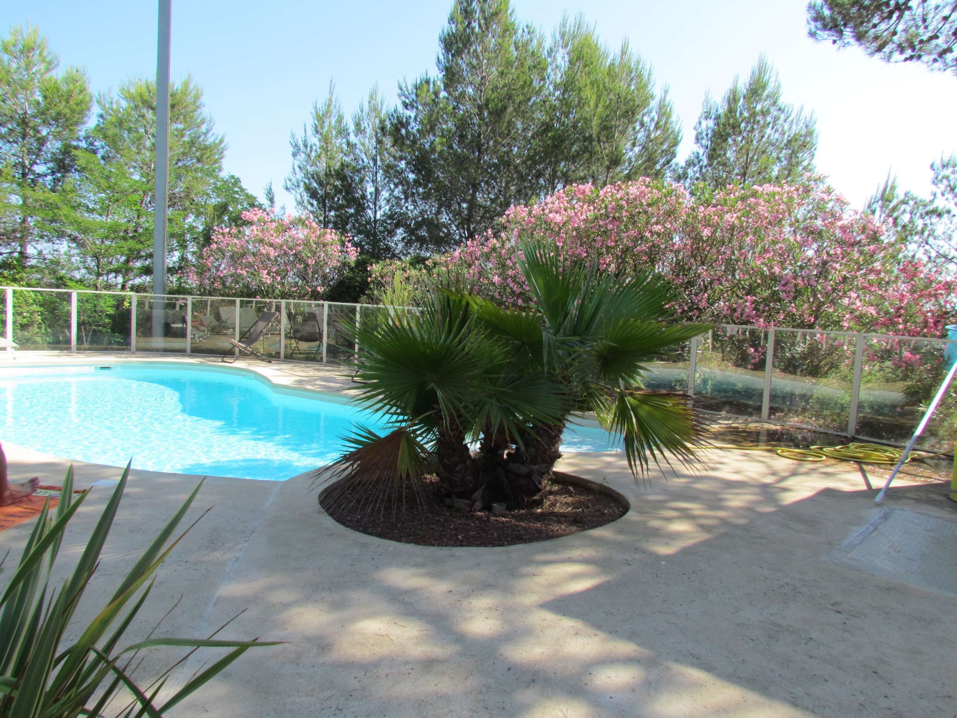 A swimming pool surrounded by a concrete deck, with a palm tree and flowering bushes in the foreground.