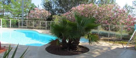 A swimming pool surrounded by a concrete deck, with a palm tree and flowering bushes in the foreground.