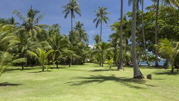 Paisaje tropical con palmeras y una zona cubierta de hierba.