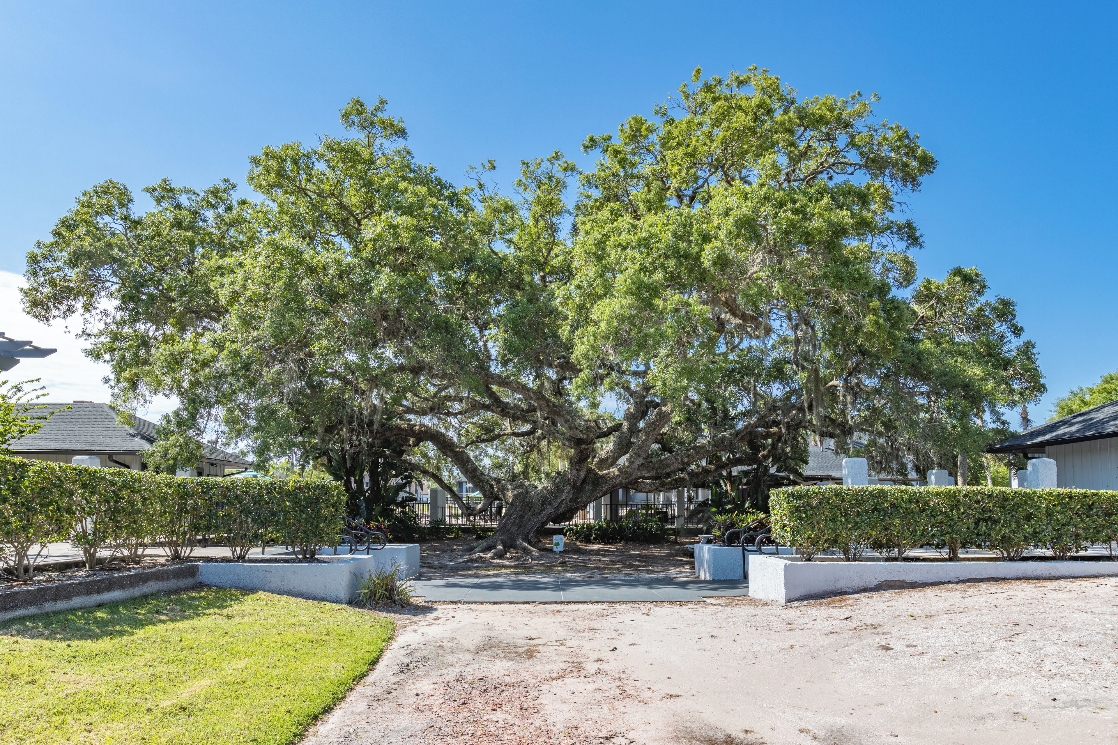 A large tree in a residential area with a paved driveway and white walls.