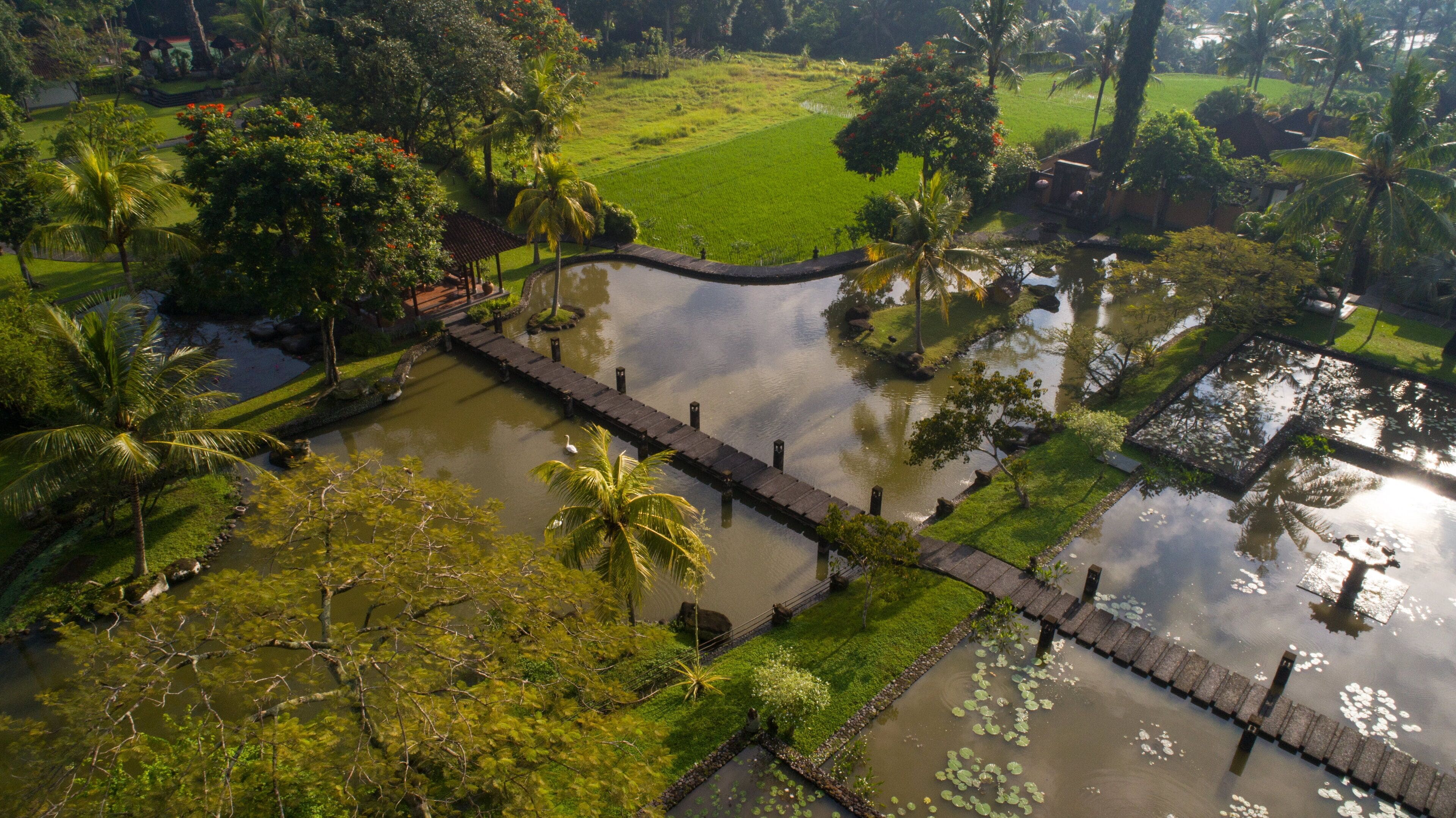 Un jardín acuático sereno con un puente de madera, abundante vegetación y un cielo despejado.