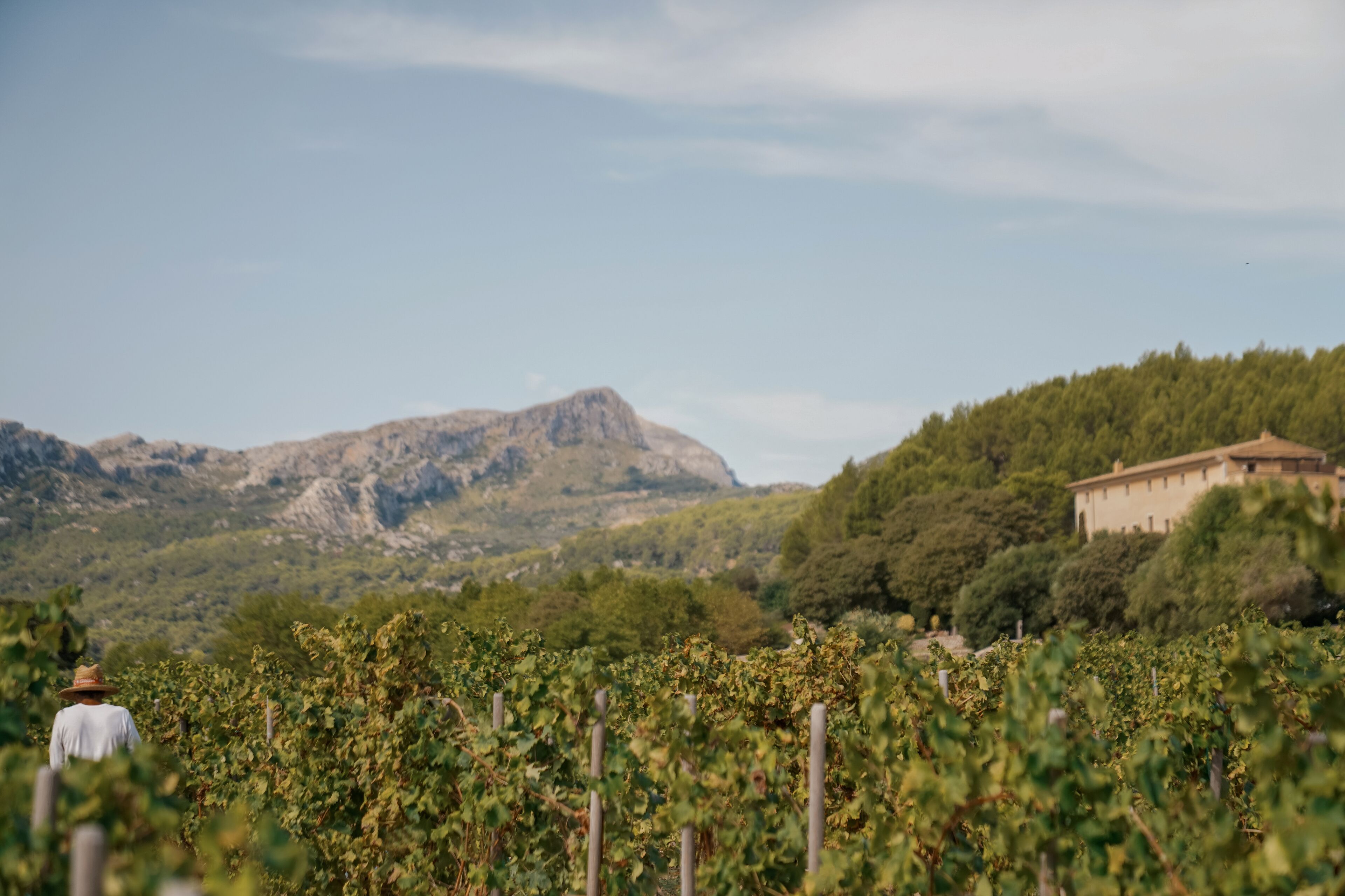 Viñedo con hileras de vides y una montaña al fondo.