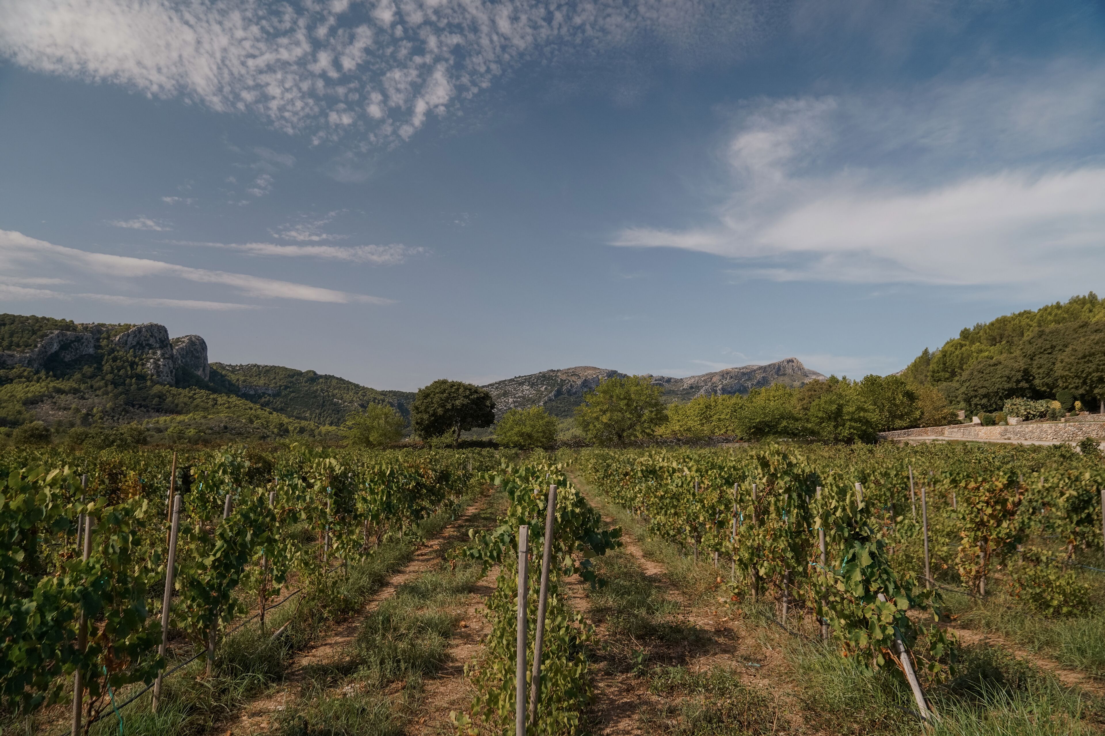A vineyard with rows of grapevines and a mountainous backdrop.