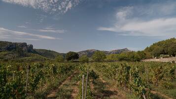 A vineyard with rows of grapevines and a mountainous backdrop.