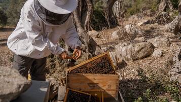 A beekeeper handling a beehive in a natural outdoor setting.