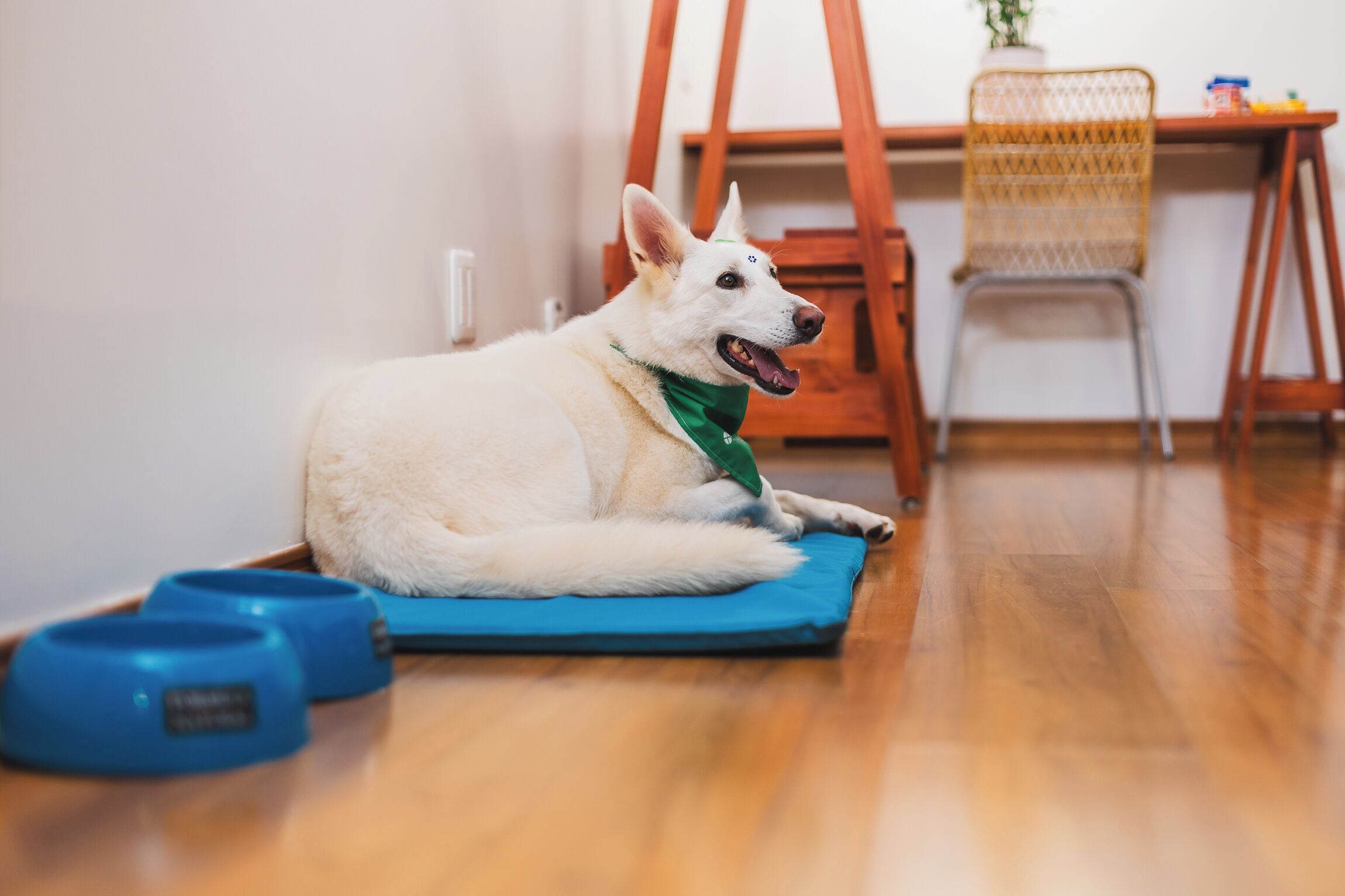 Tiện nghi, dịch vụ cho vật nuôi