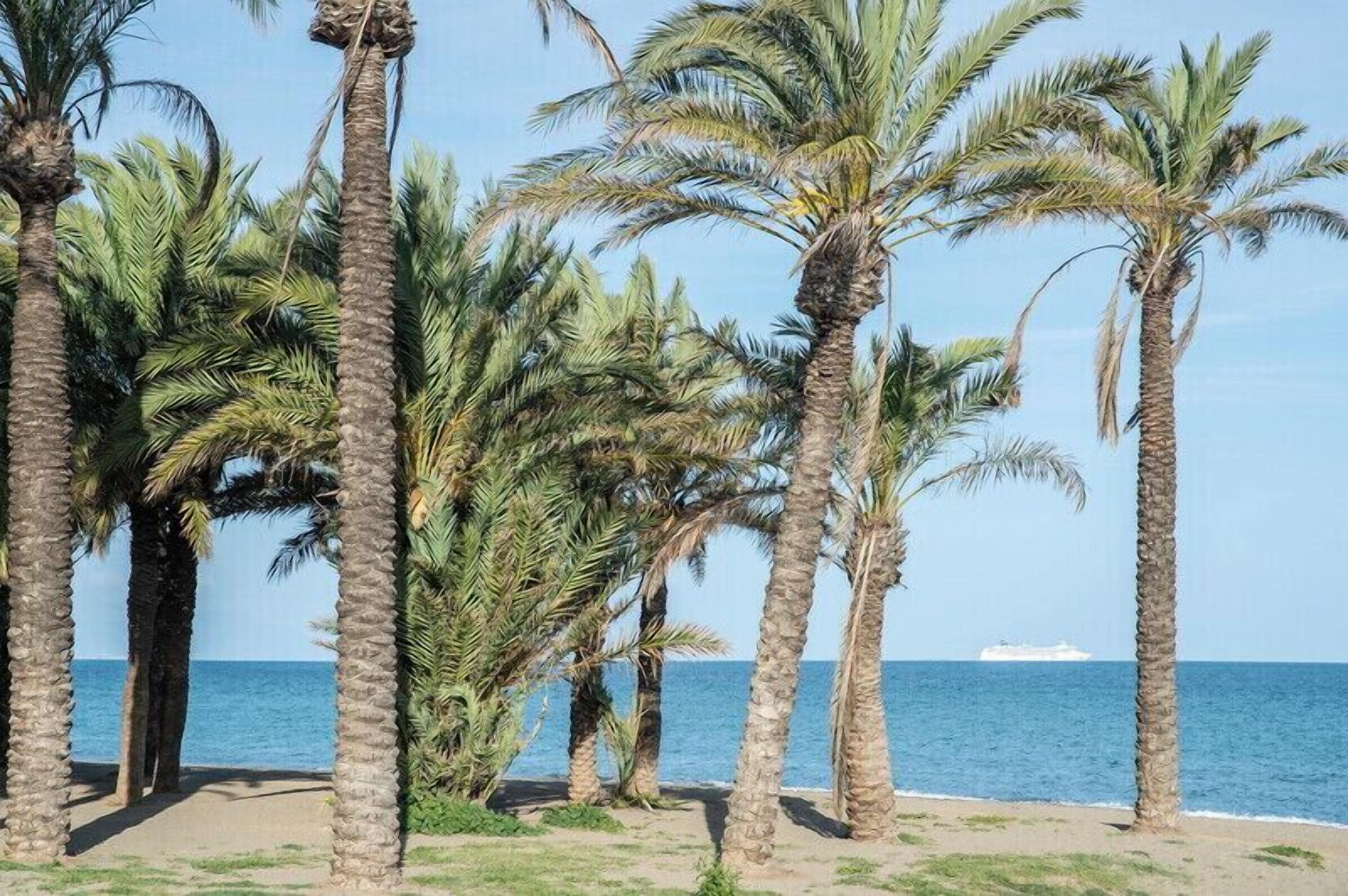 Una playa con palmeras y un barco a lo lejos.