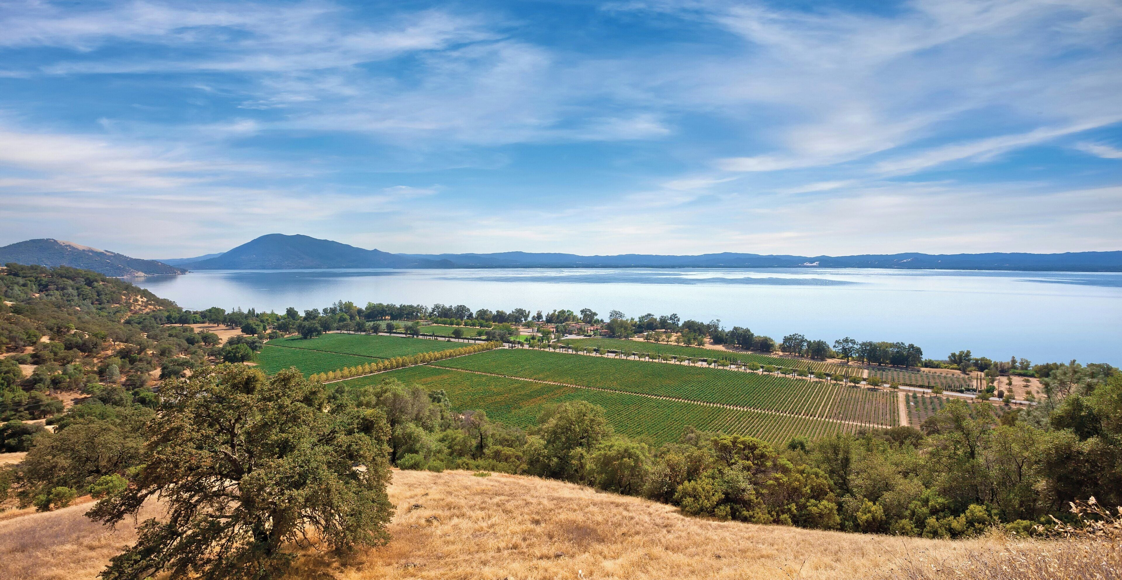 A vineyard with rows of grapevines, a lake, and distant mountains under a clear sky.